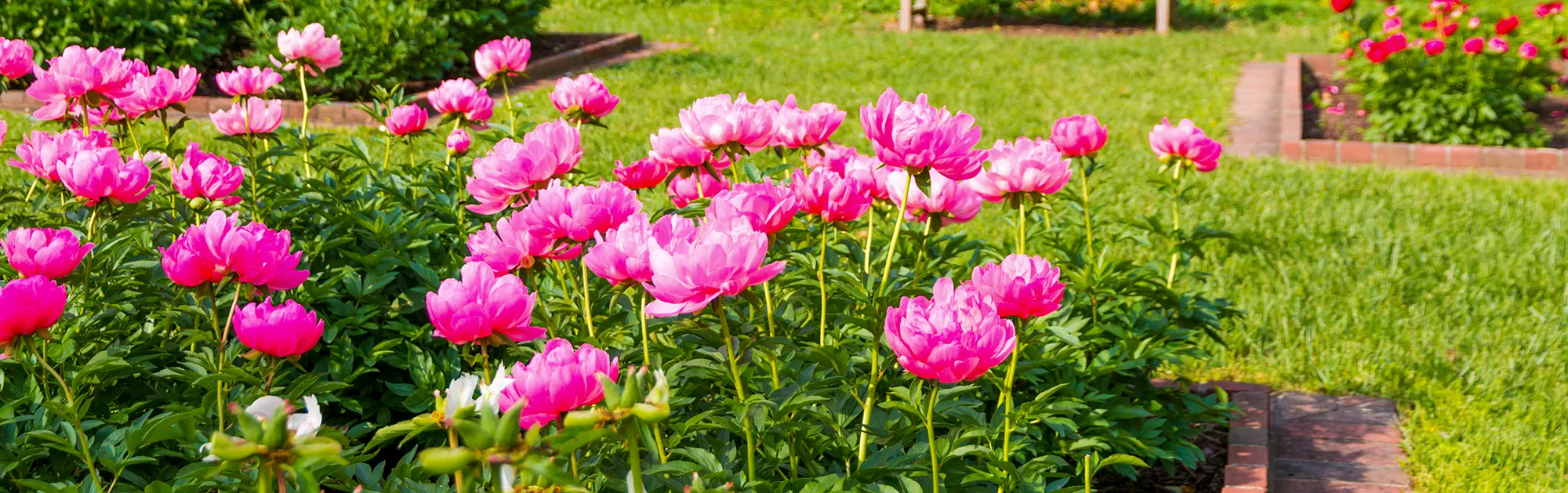 Master Your Landscape in Bloom