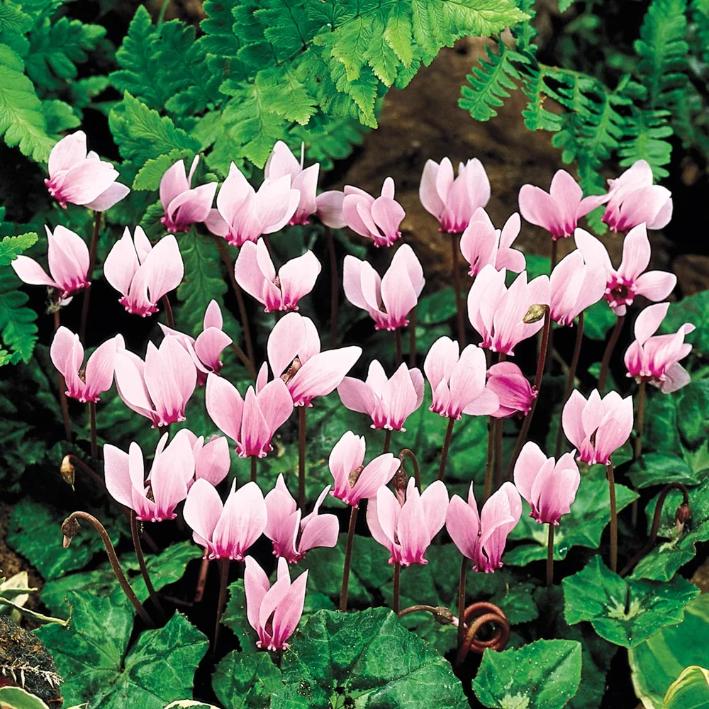 Cyclamen hederifolium - Image 4