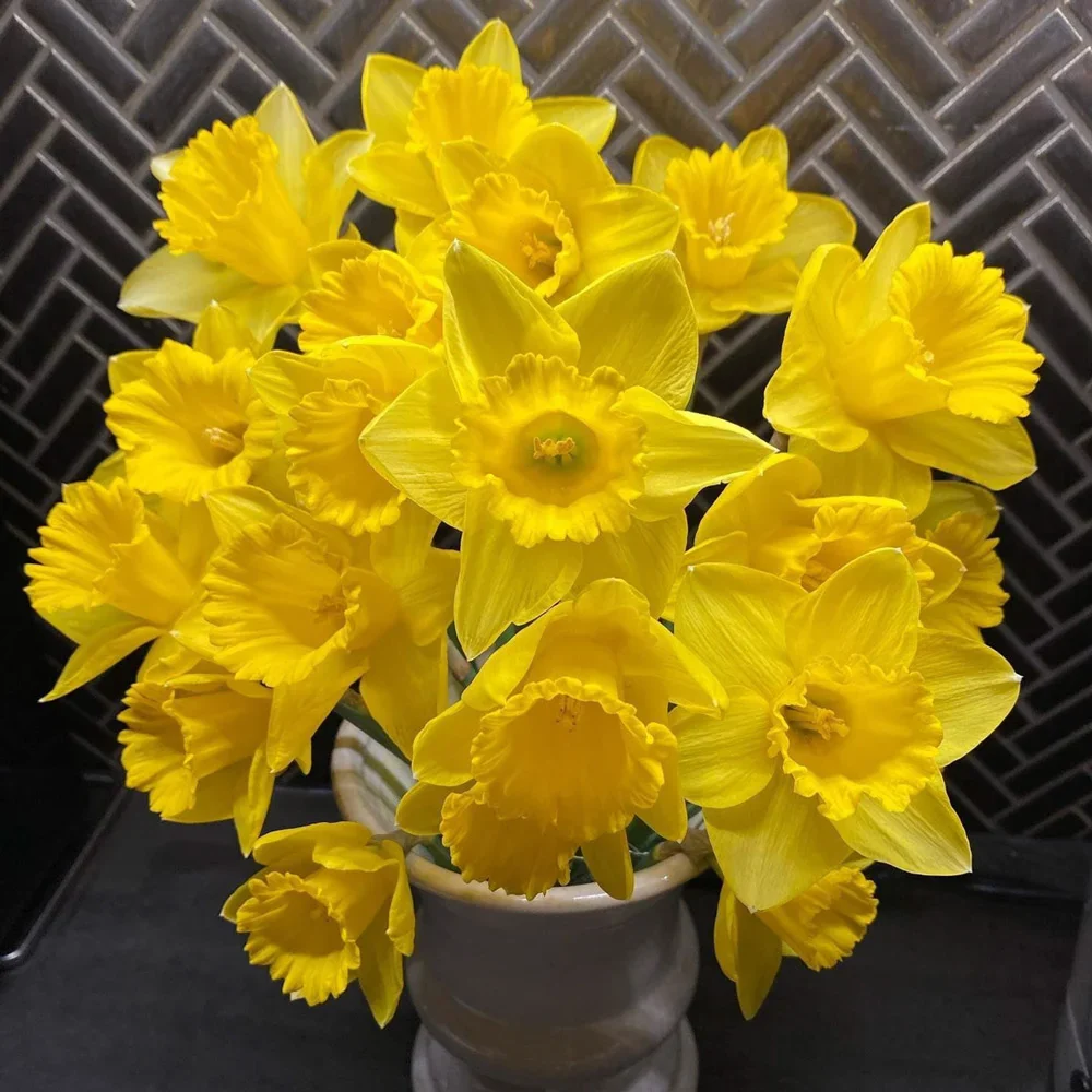 Trumpet Daffodil Improved King Alfred - Image 3