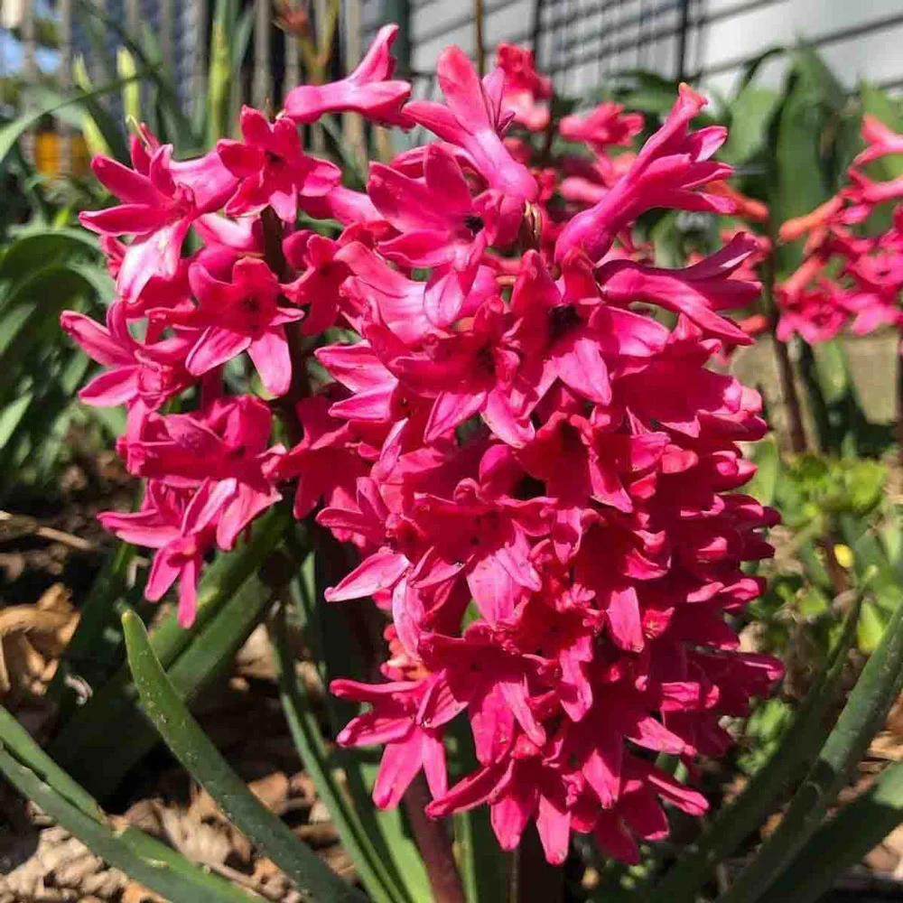 Hyacinth Jan Bos - Image 3