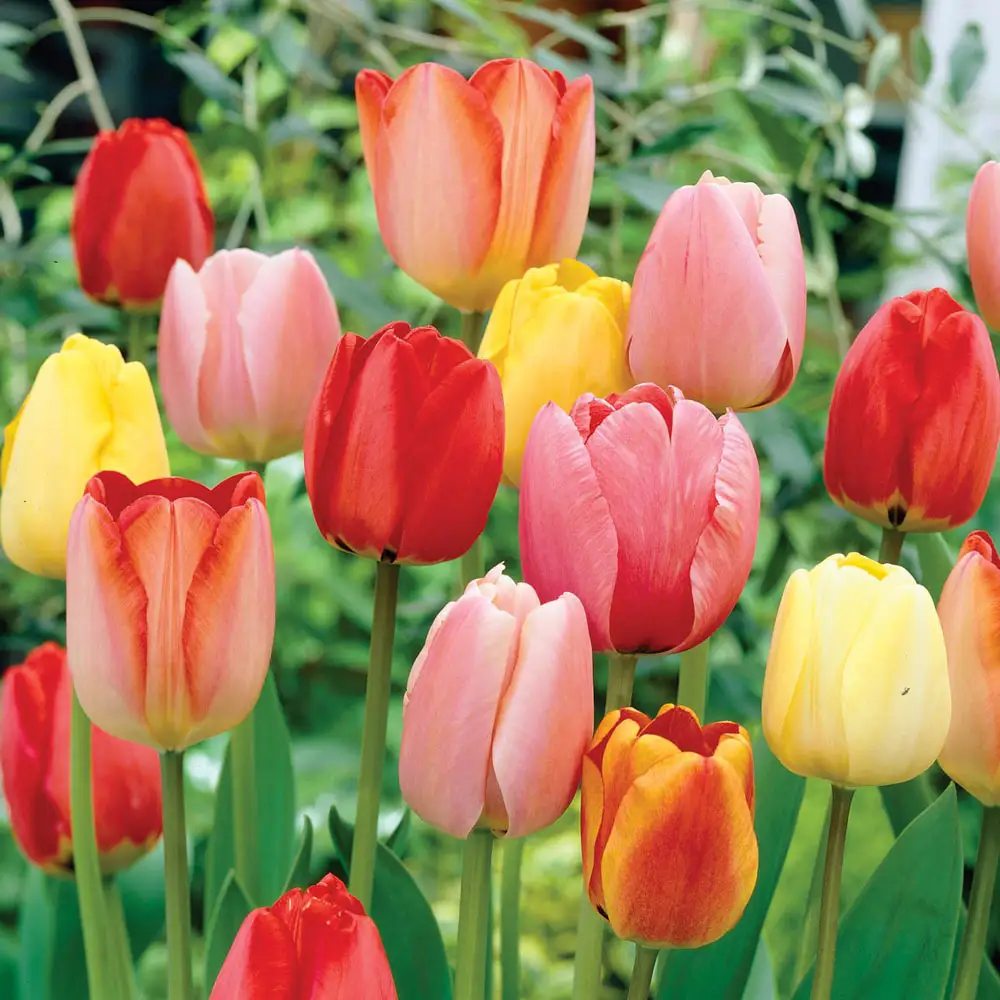 Tulip Mixed Mid-Season Bloomers - Image 3