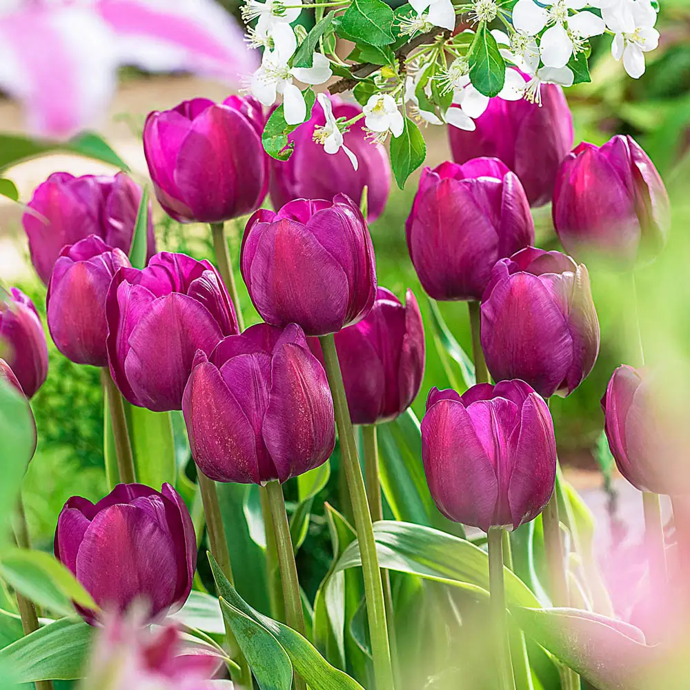 Triumph Tulip Negrita - Image 3