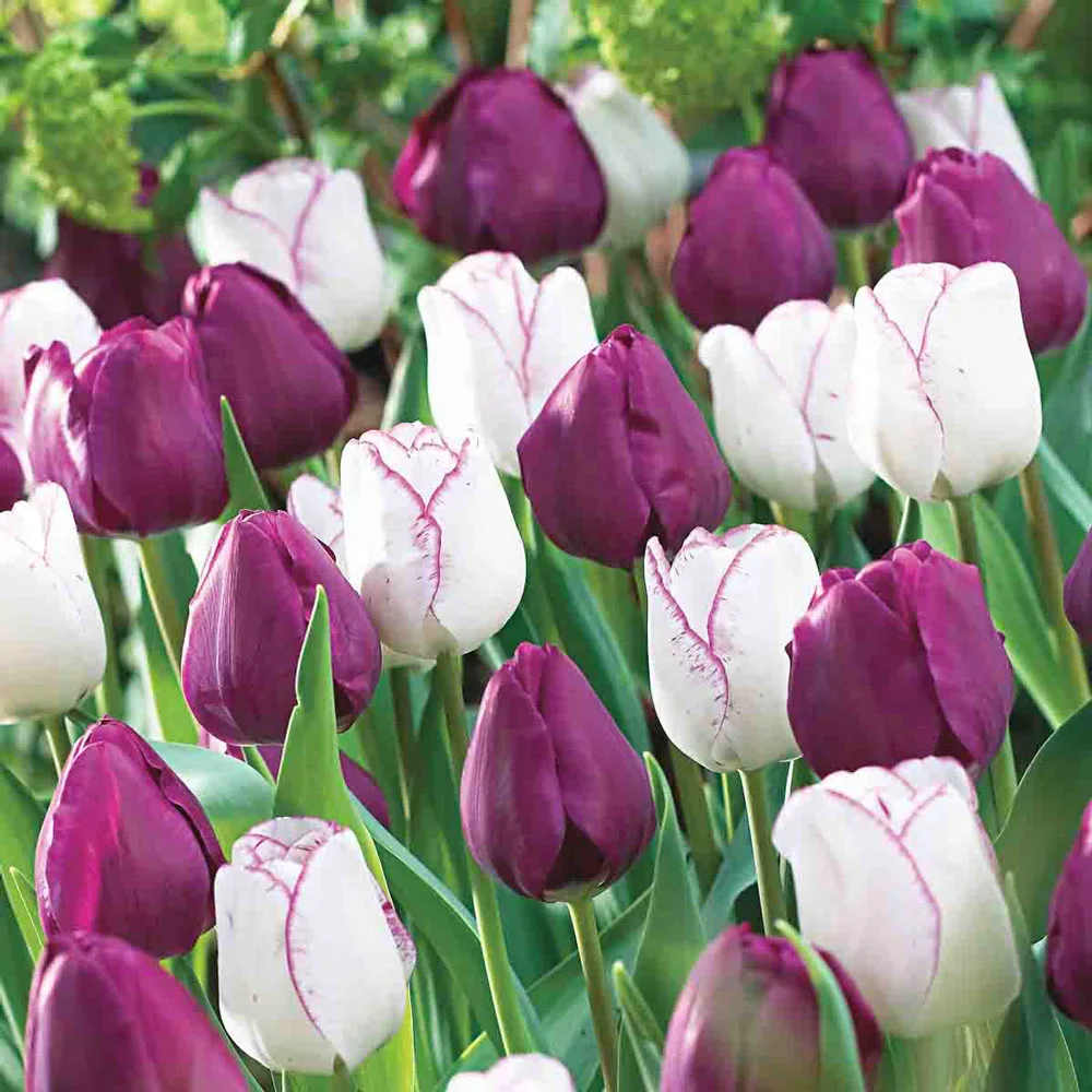 Triumph Tulip Negrita - Image 4