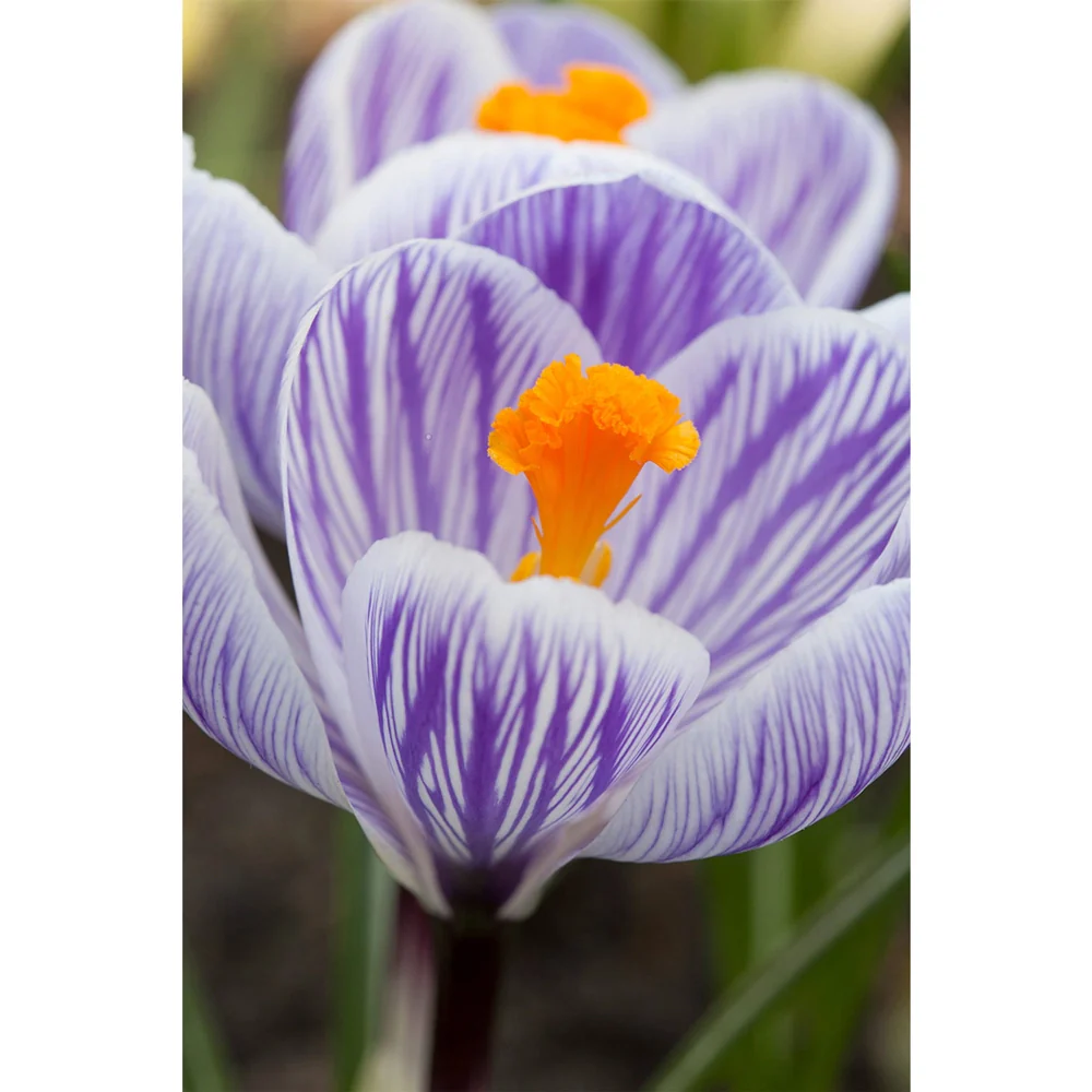 Giant Crocus Pickwick - Image 2