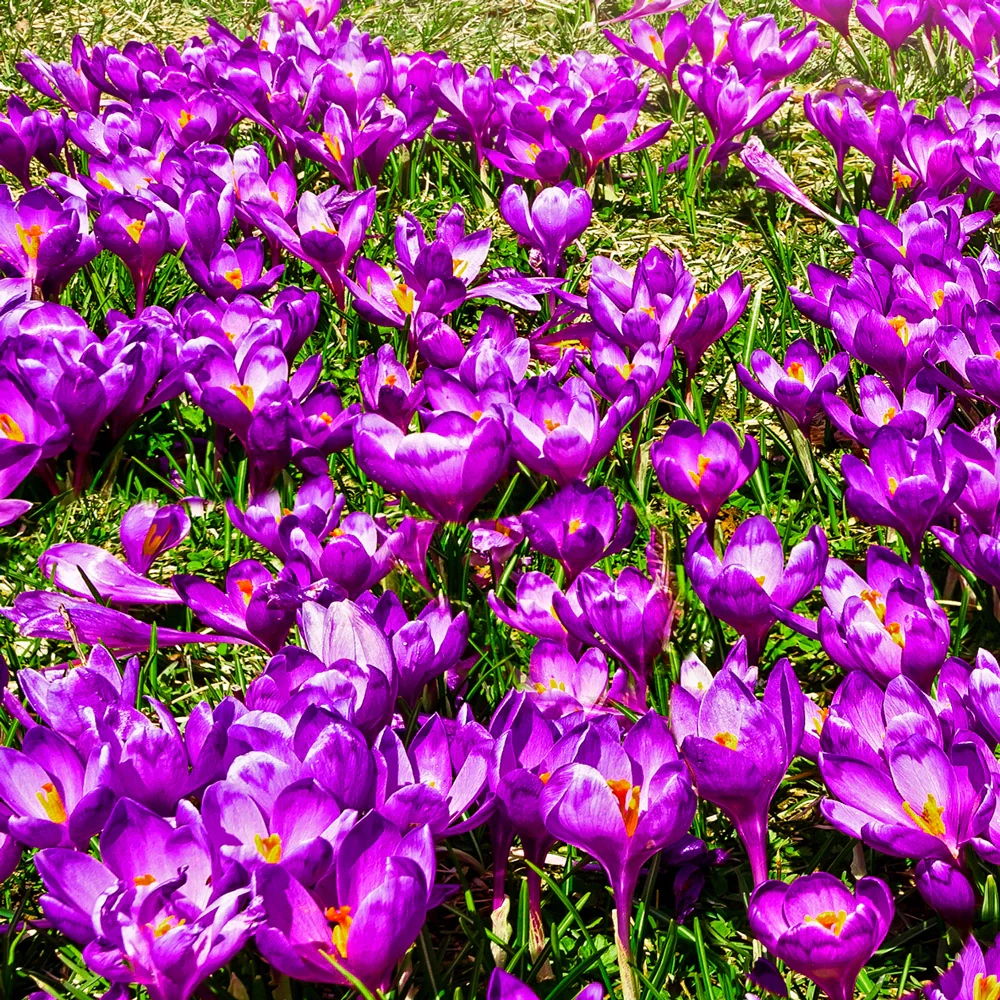 Species Crocus Ruby Giant (tommasinianus) - Image 3