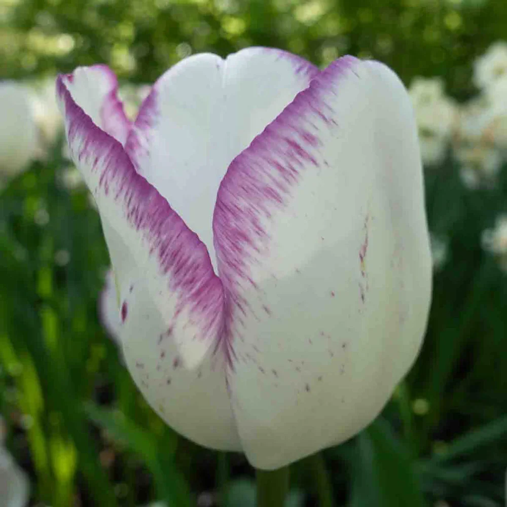 Triumph Tulip Shirley - Image 3
