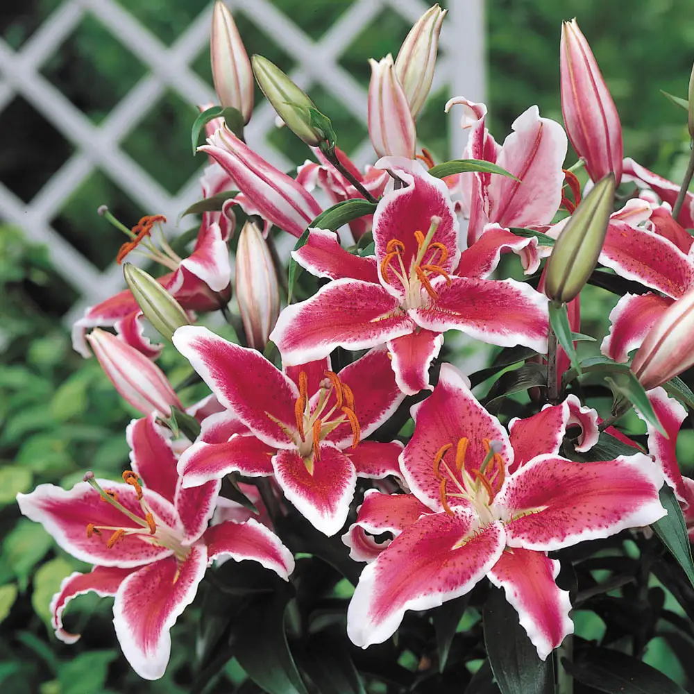 Oriental Lily Star Gazer - Image 3