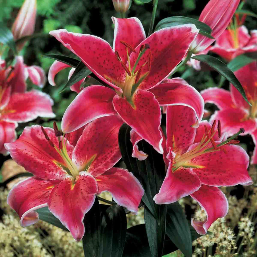 Oriental Lily Star Gazer - Image 4