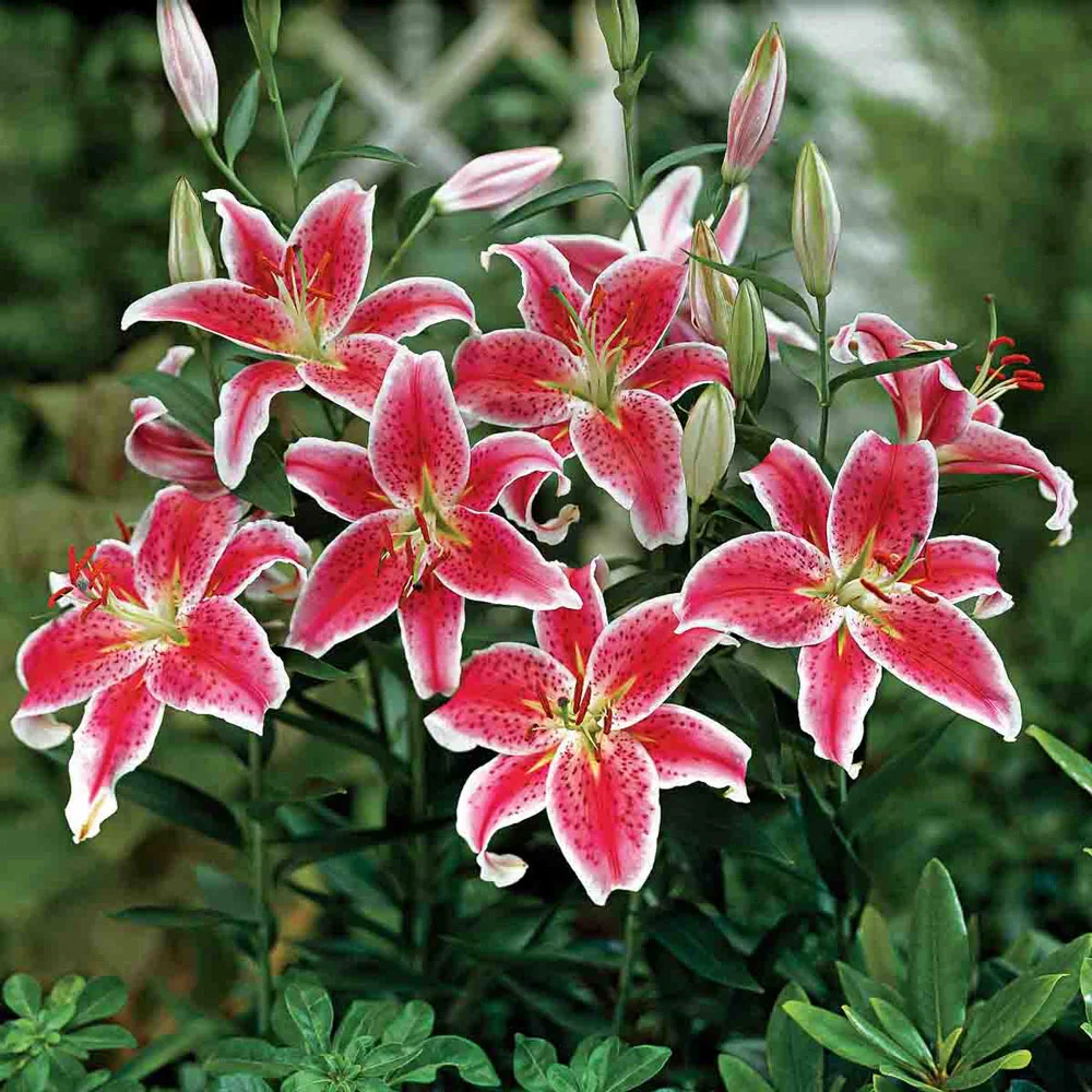 Oriental Lily Star Gazer - Image 5