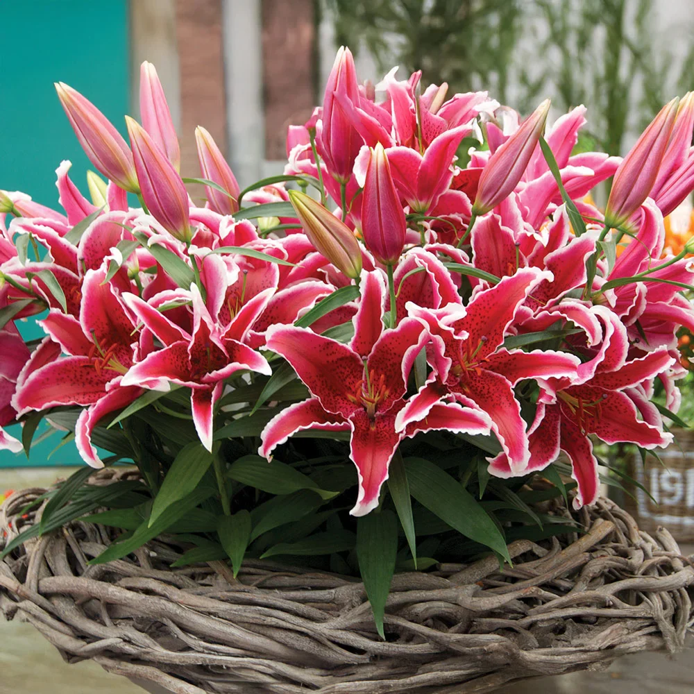 Oriental Lily Star Gazer - Image 7