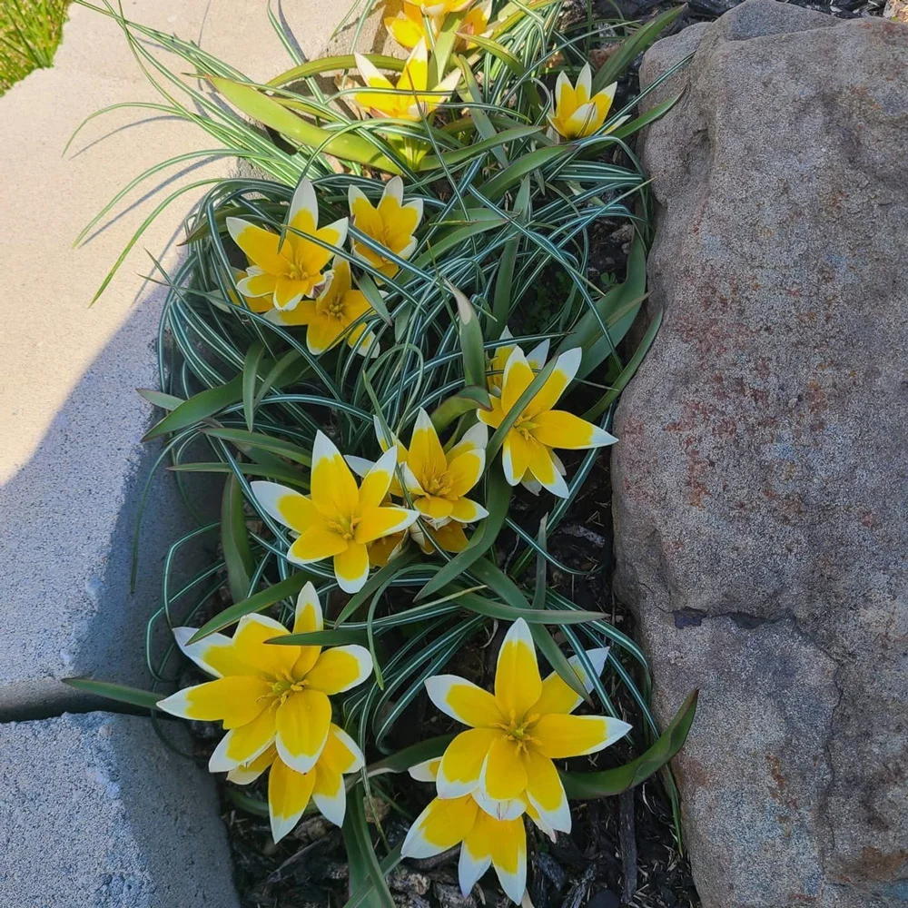 Tulip tarda - Image 4