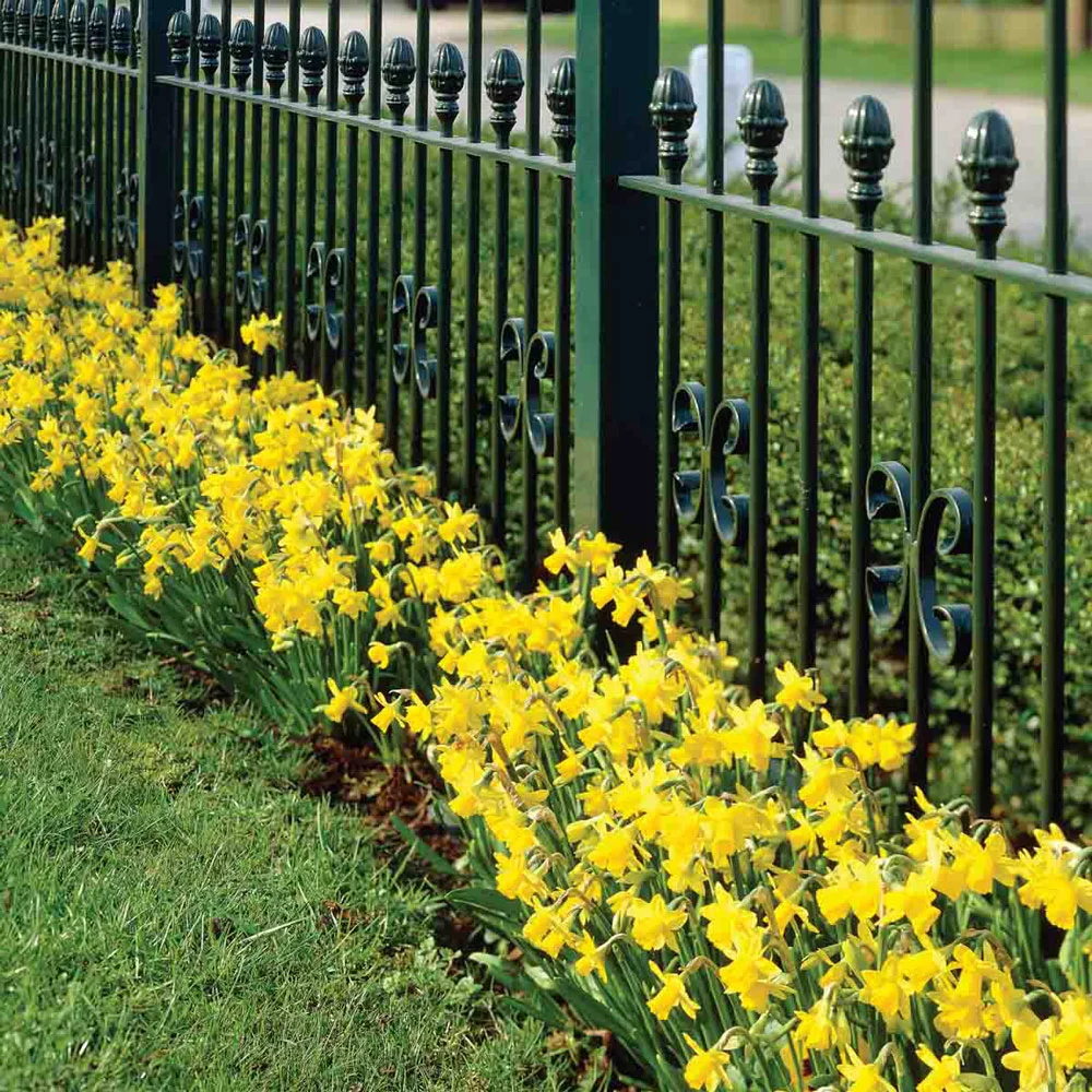 Cyclamineus Daffodil Tete-a-Tete - Image 10