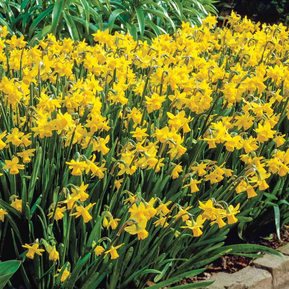 Cyclamineus Daffodil Tete-a-Tete - Image 3