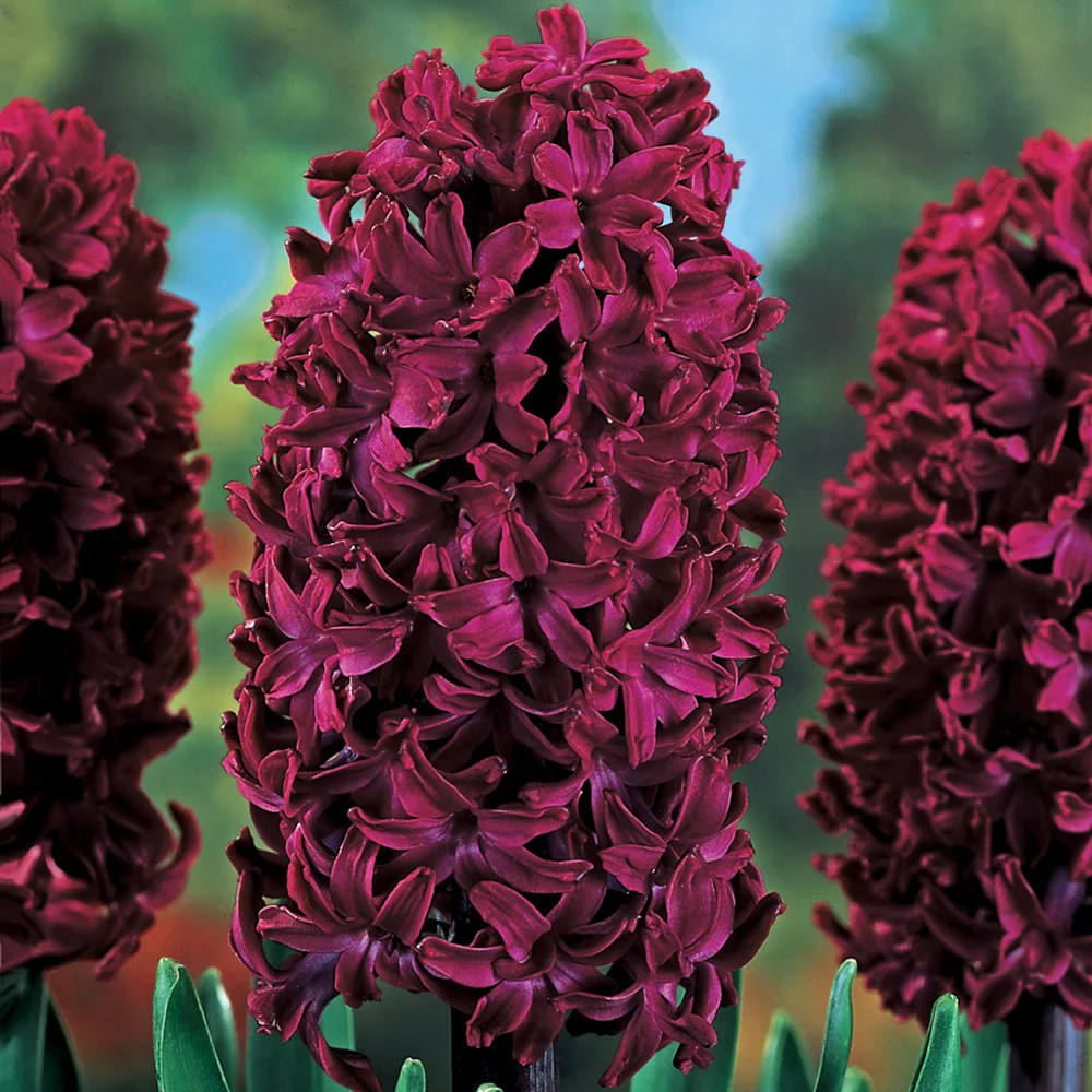 Hyacinth Woodstock - Image 4