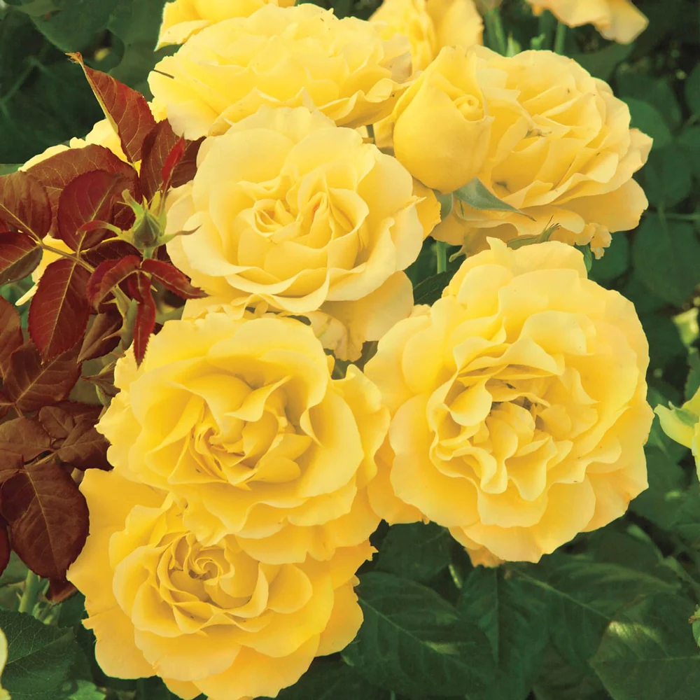 24" Tree Rose Sparkle & Shine™ - Image 3