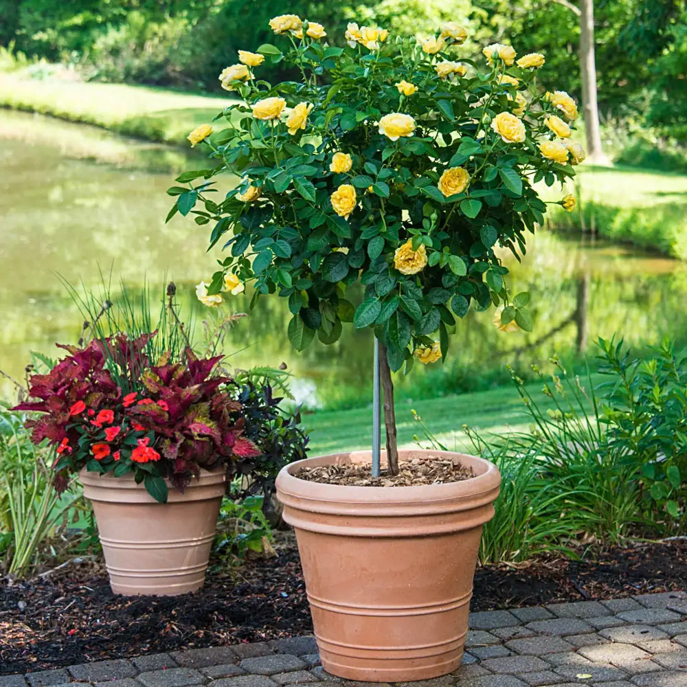 36" Tree Rose Doris Day
