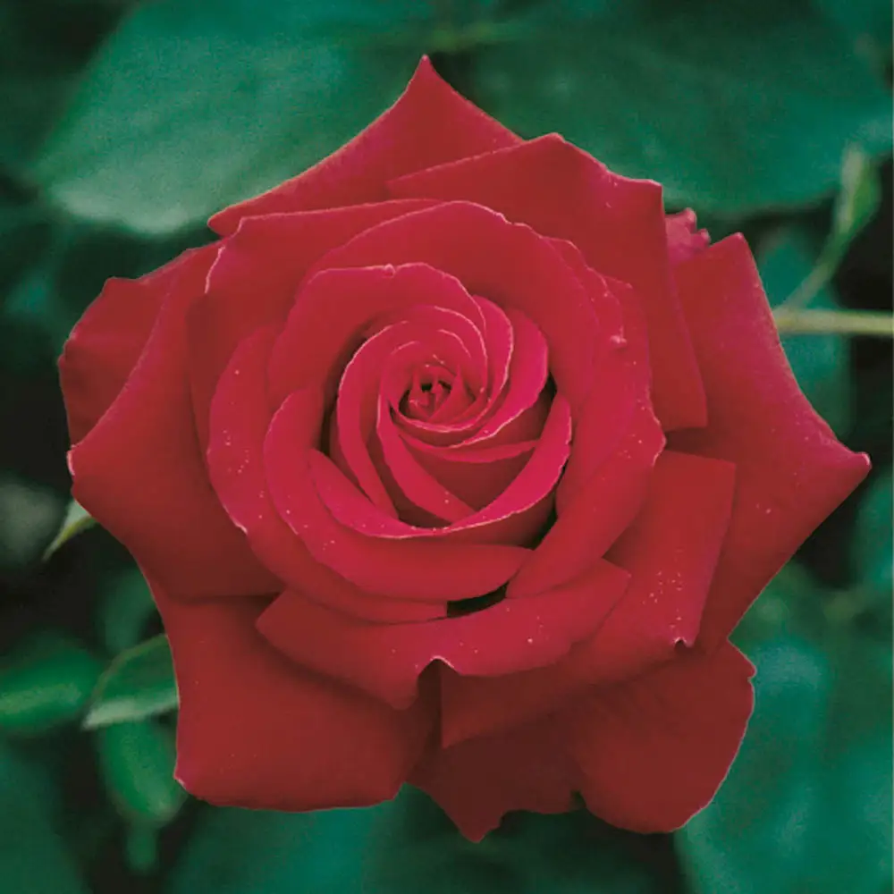 36" Tree Rose Firefighter® - Image 2