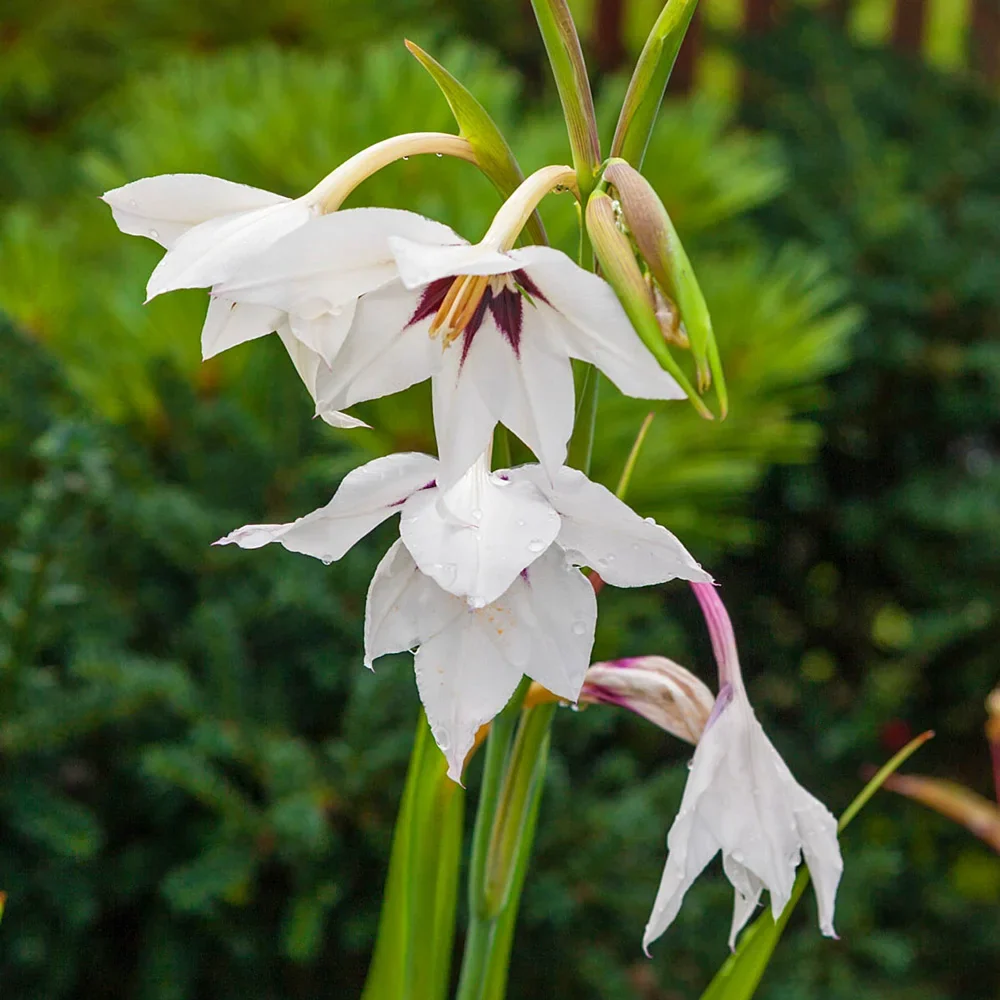 Abyssinian Gladiolus (Acidanthera) - Image 3
