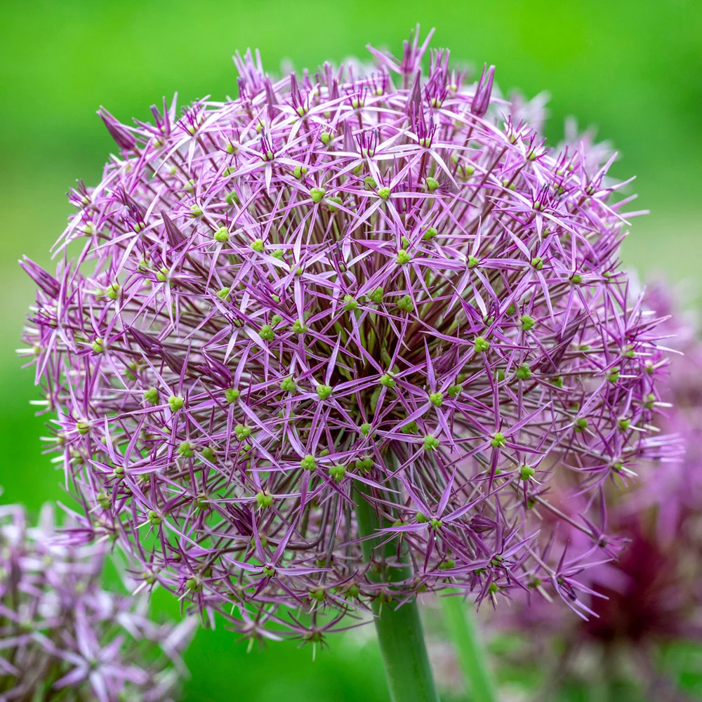 Allium christophii
