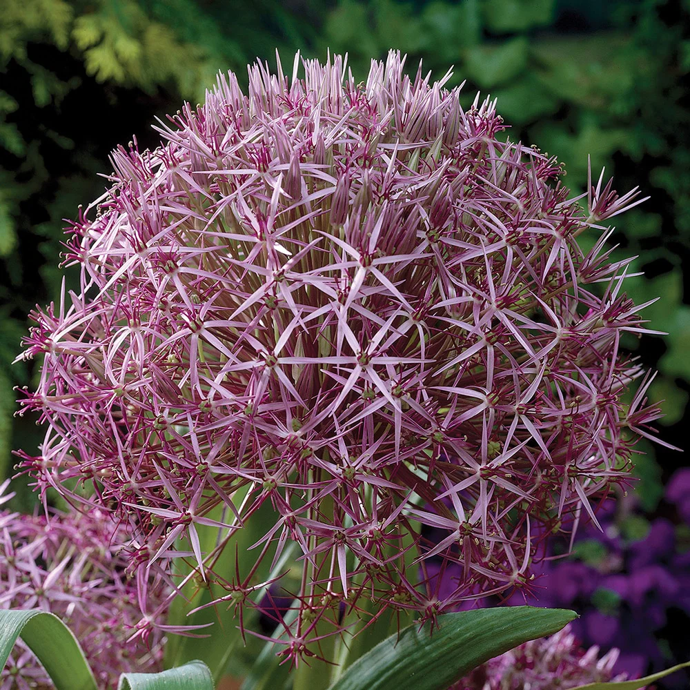 Allium christophii - Image 2