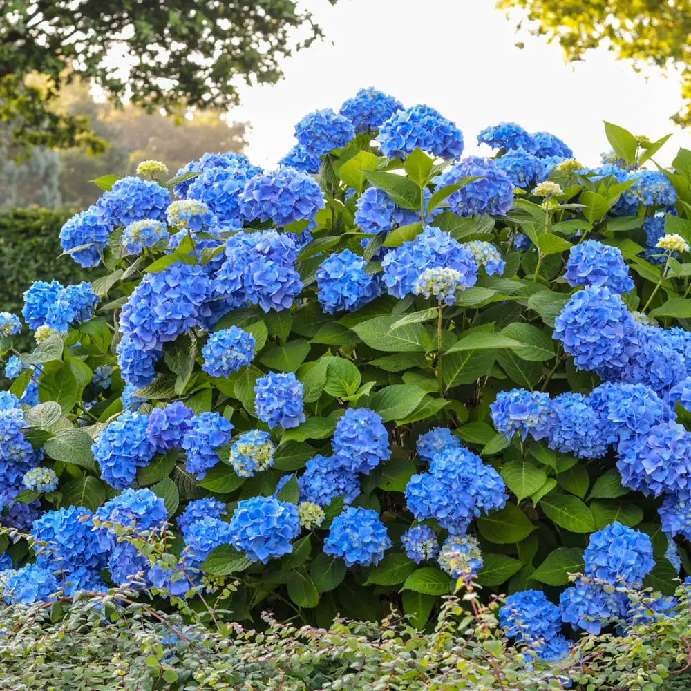 All Summer Beauty Hydrangea