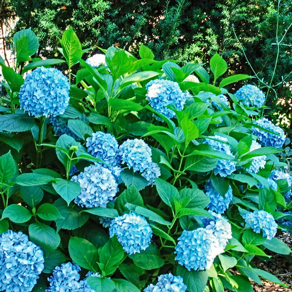 All Summer Beauty Hydrangea - Image 3