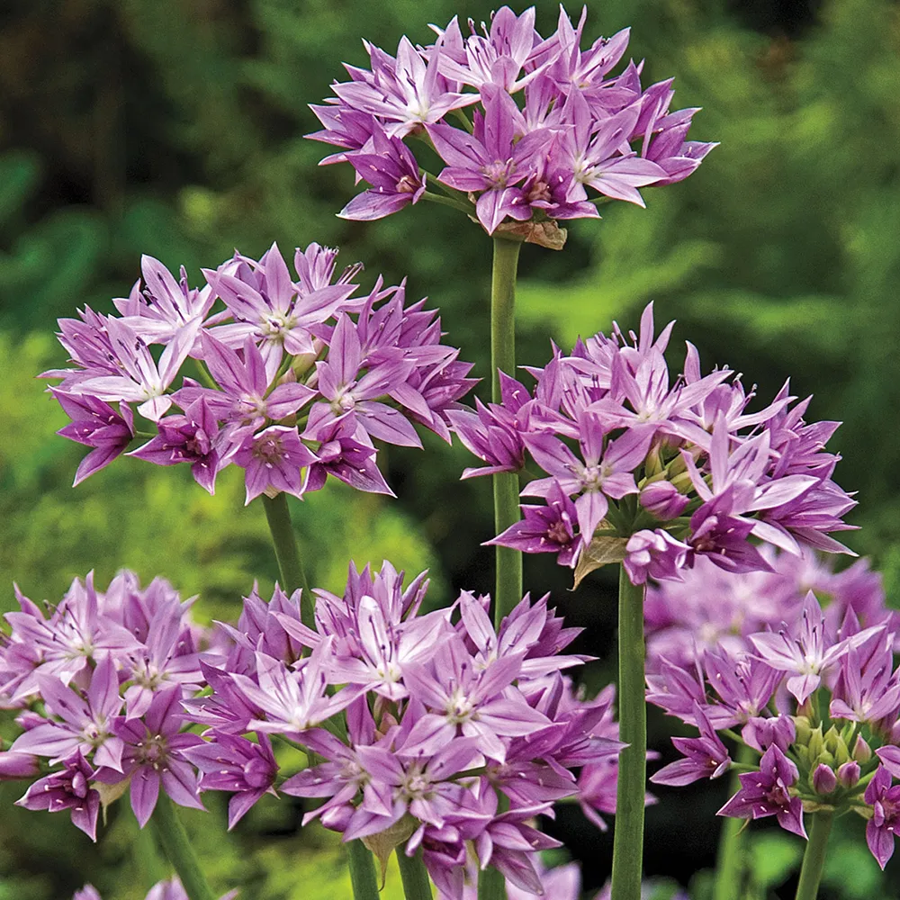 Allium Eros - Image 2