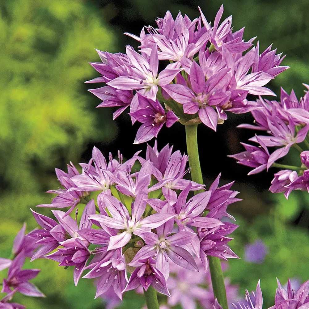 Allium Eros - Image 3