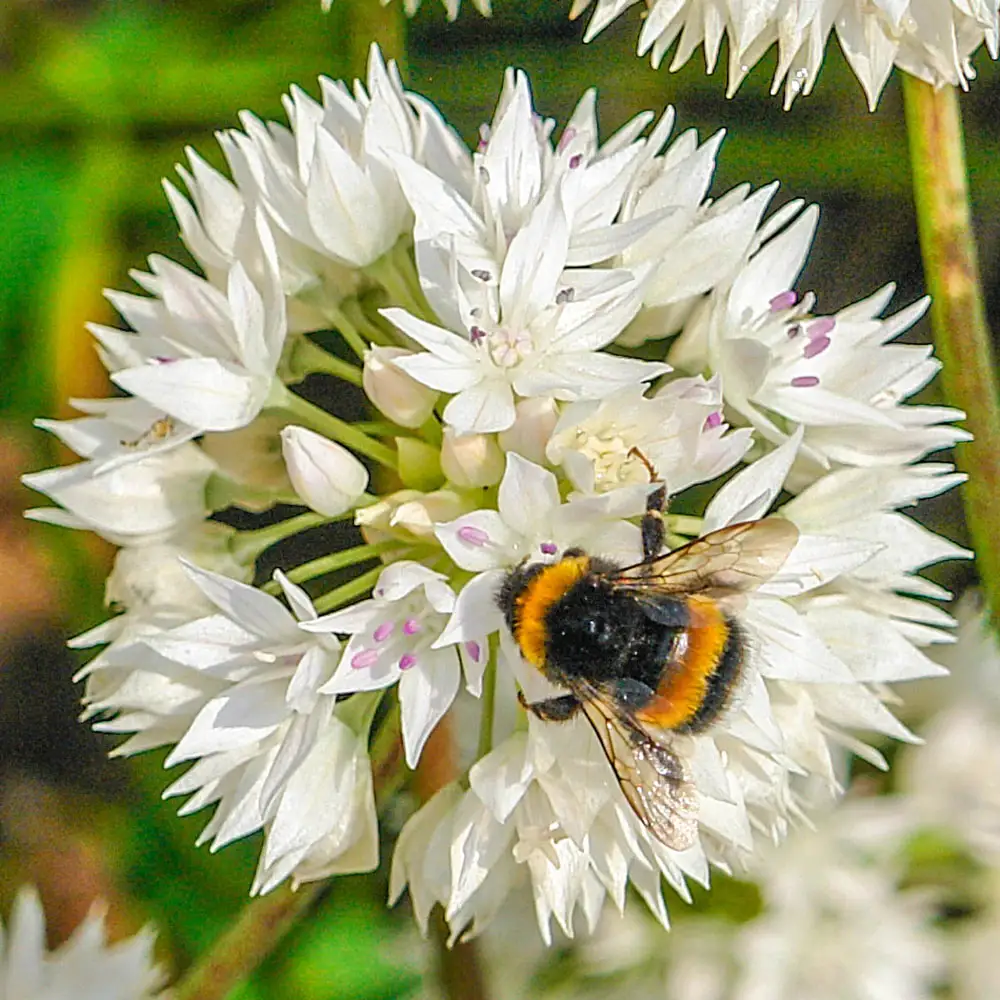 Allium Graceful - Image 2