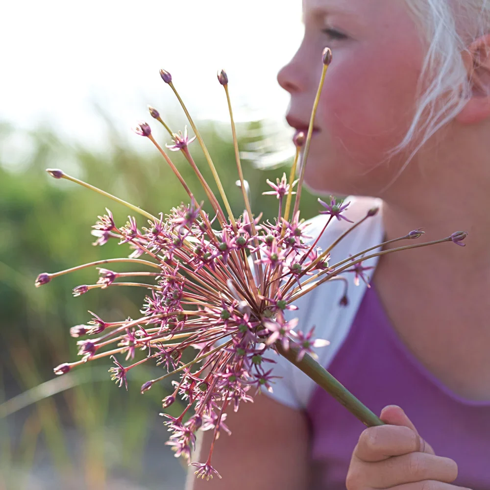 Allium schubertii - Image 5