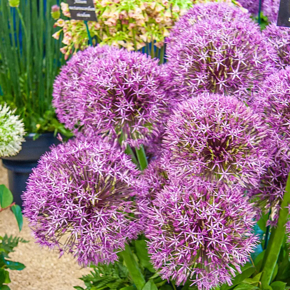 Allium Universe - Image 4