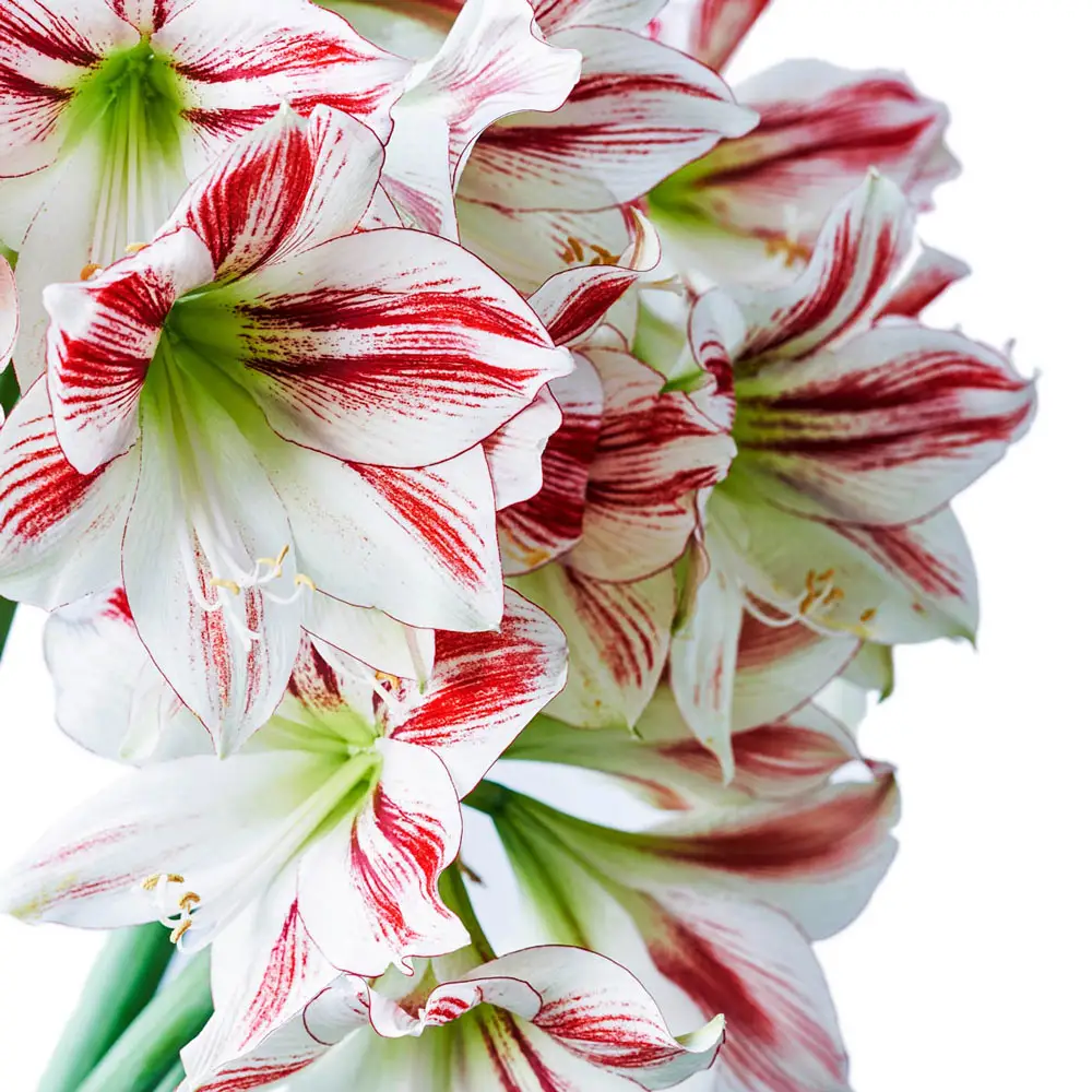 Amaryllis Ambiance