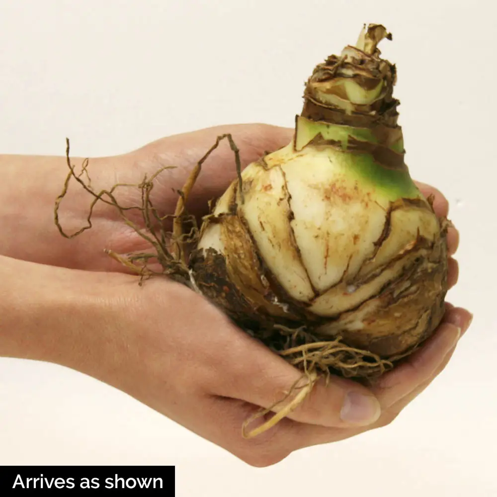 Amaryllis Ambiance - Image 4
