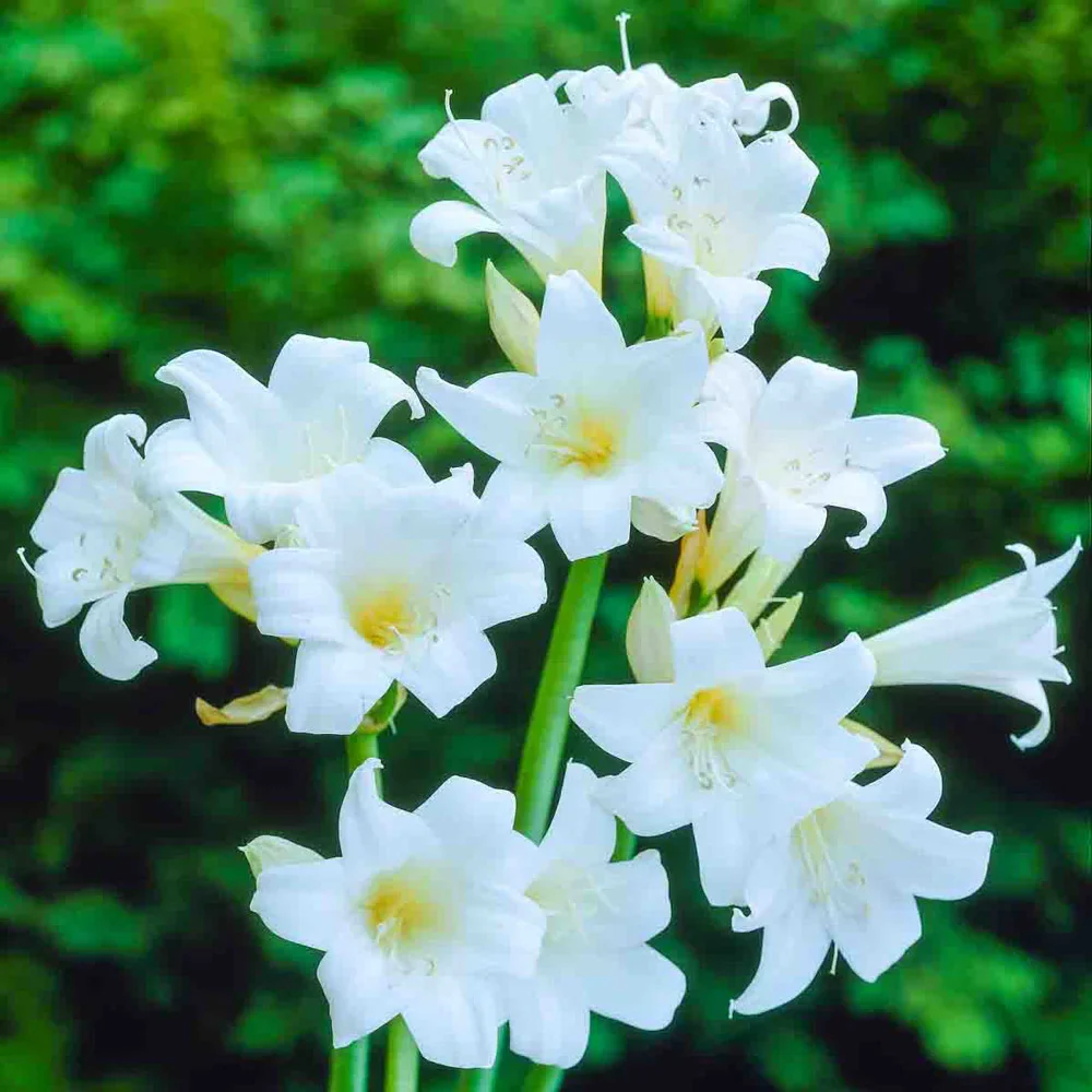 Amaryllis belladonna Alba