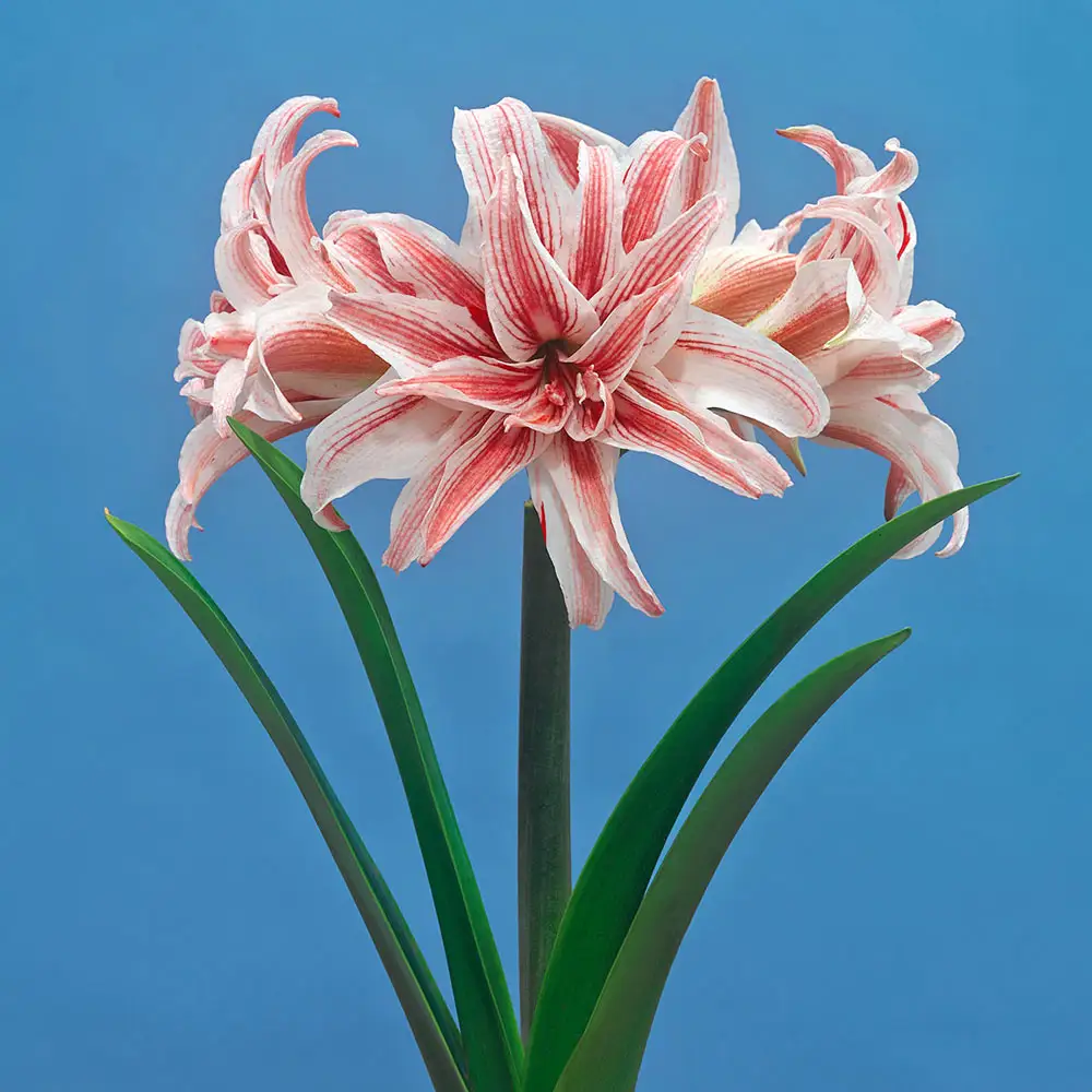 Double Amaryllis Doublet