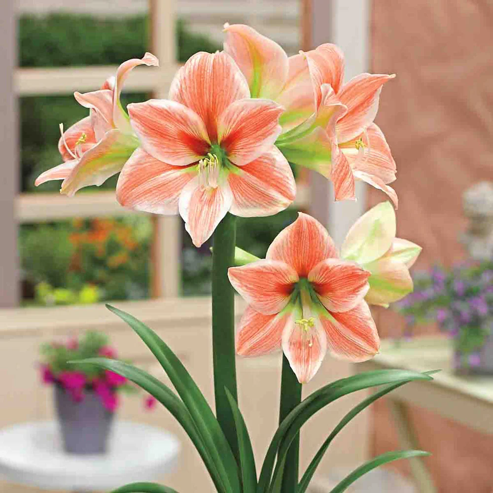 Amaryllis King Star