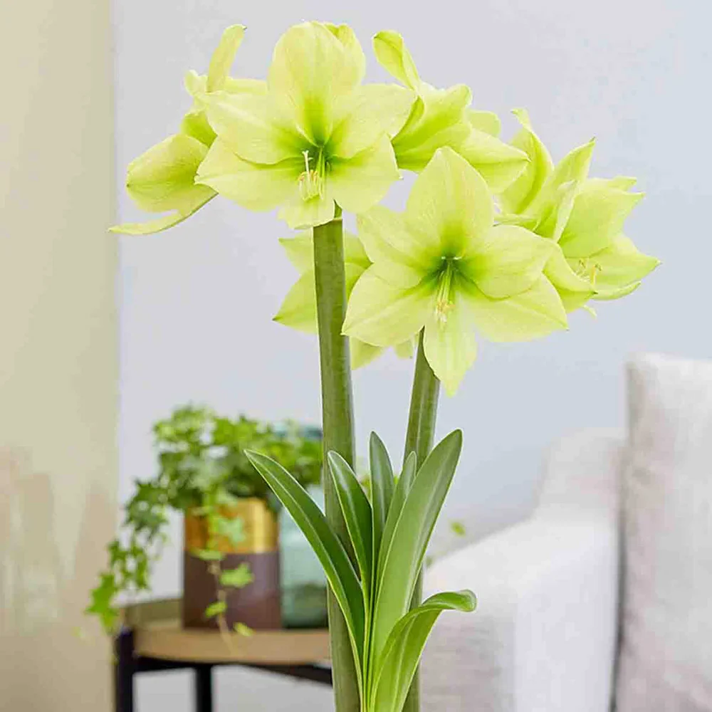 Amaryllis Lemon Star