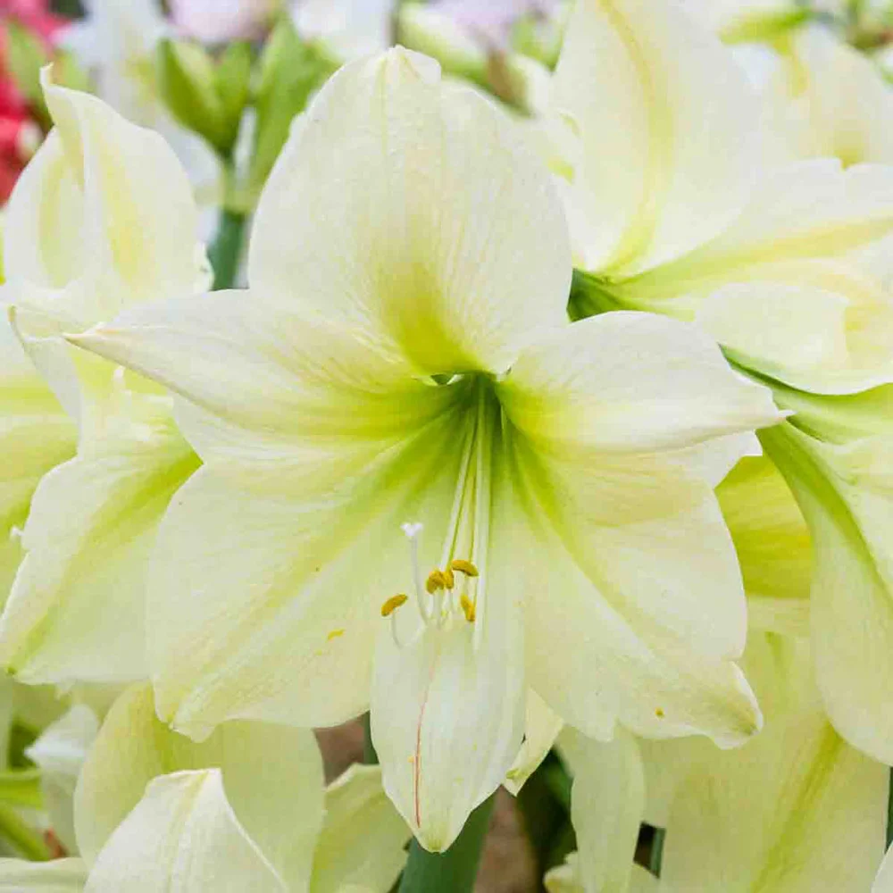Amaryllis Lemon Star - Image 2