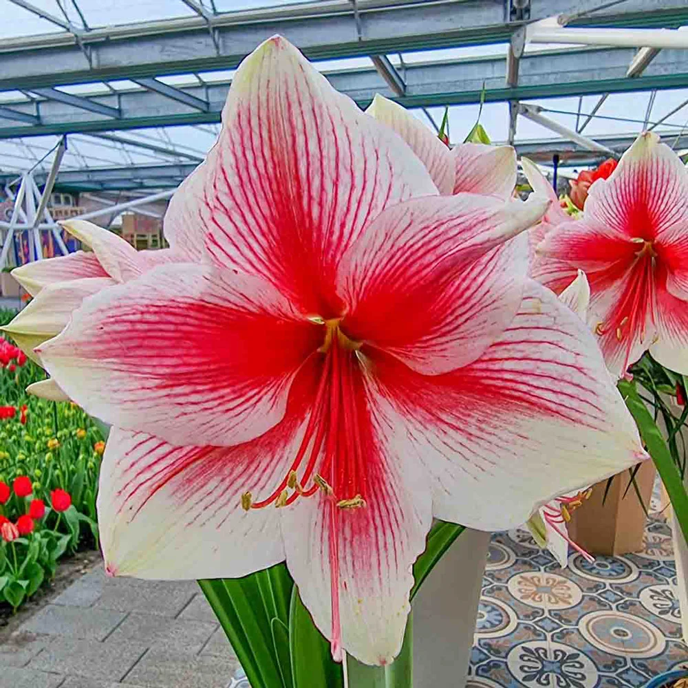 Amaryllis Pink Beauty - Image 2
