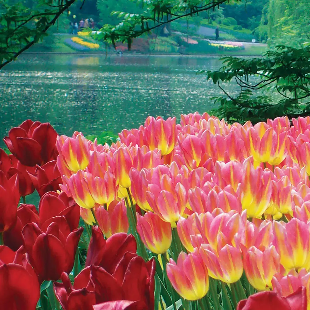 Bouquet Tulip Antoinette - Image 2