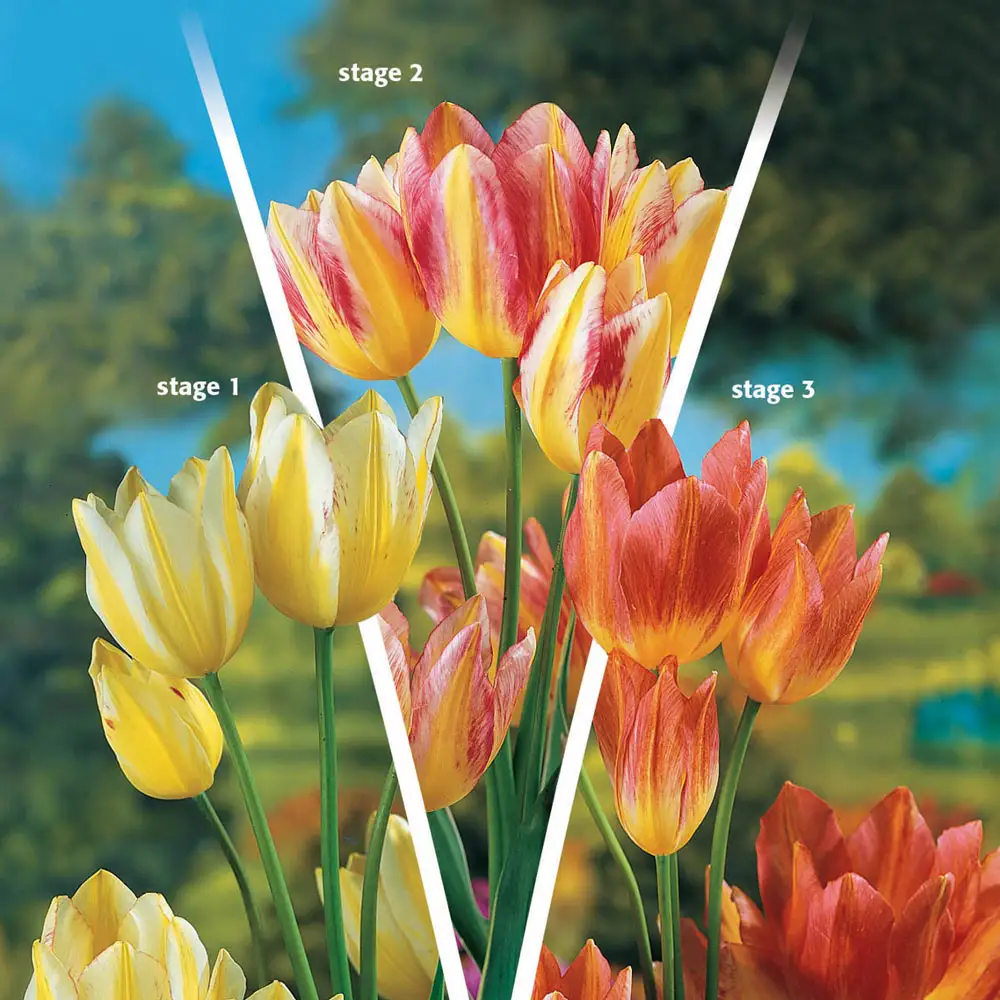 Bouquet Tulip Antoinette - Image 3