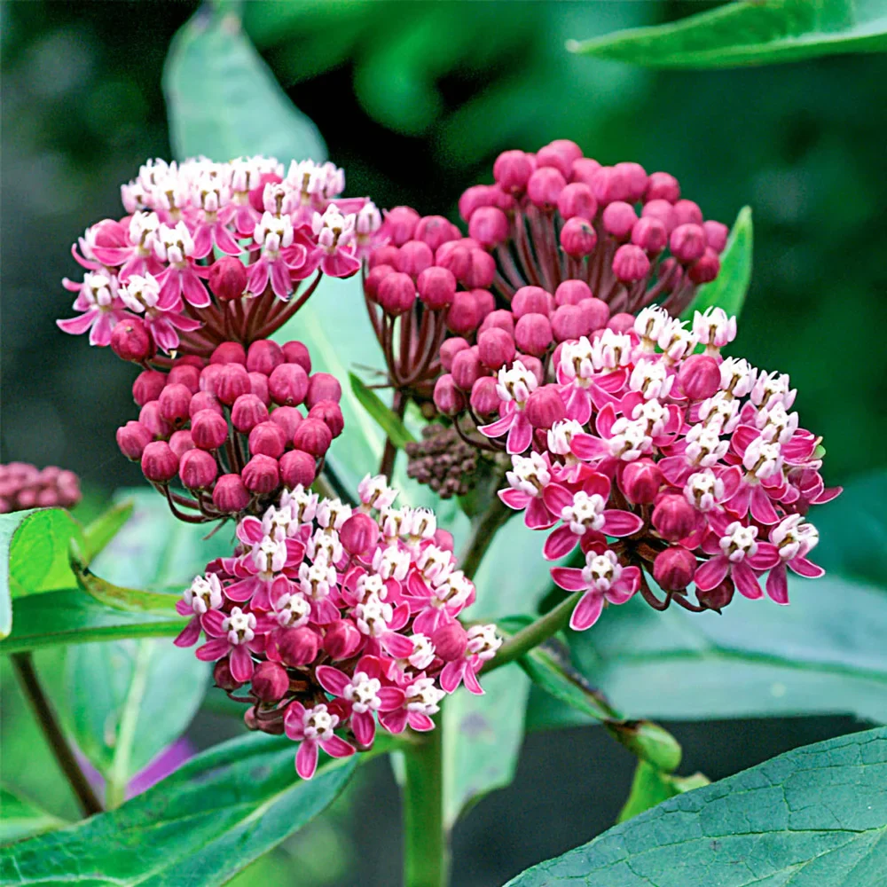 Asclepias Soulmate - Image 2