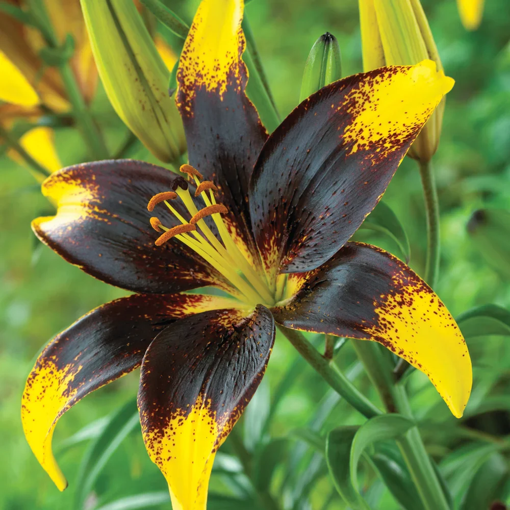 Asiatic Lily Lionheart - Image 2