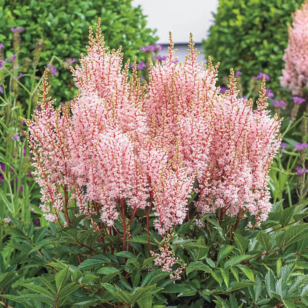 Astilbe Look at Me