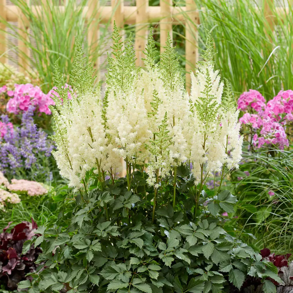Astilbe Lowlands White - Image 2