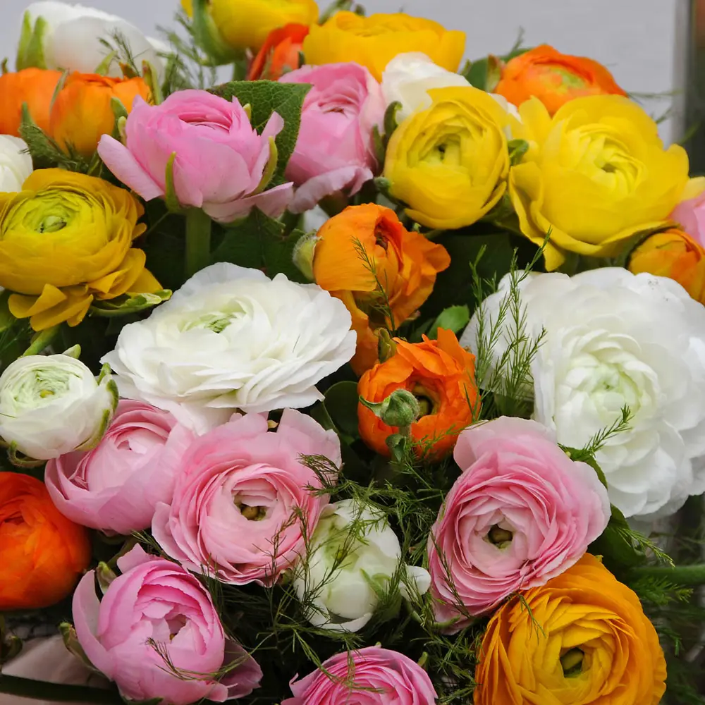 Aviv Ranunculus Mixed Colors - Image 4