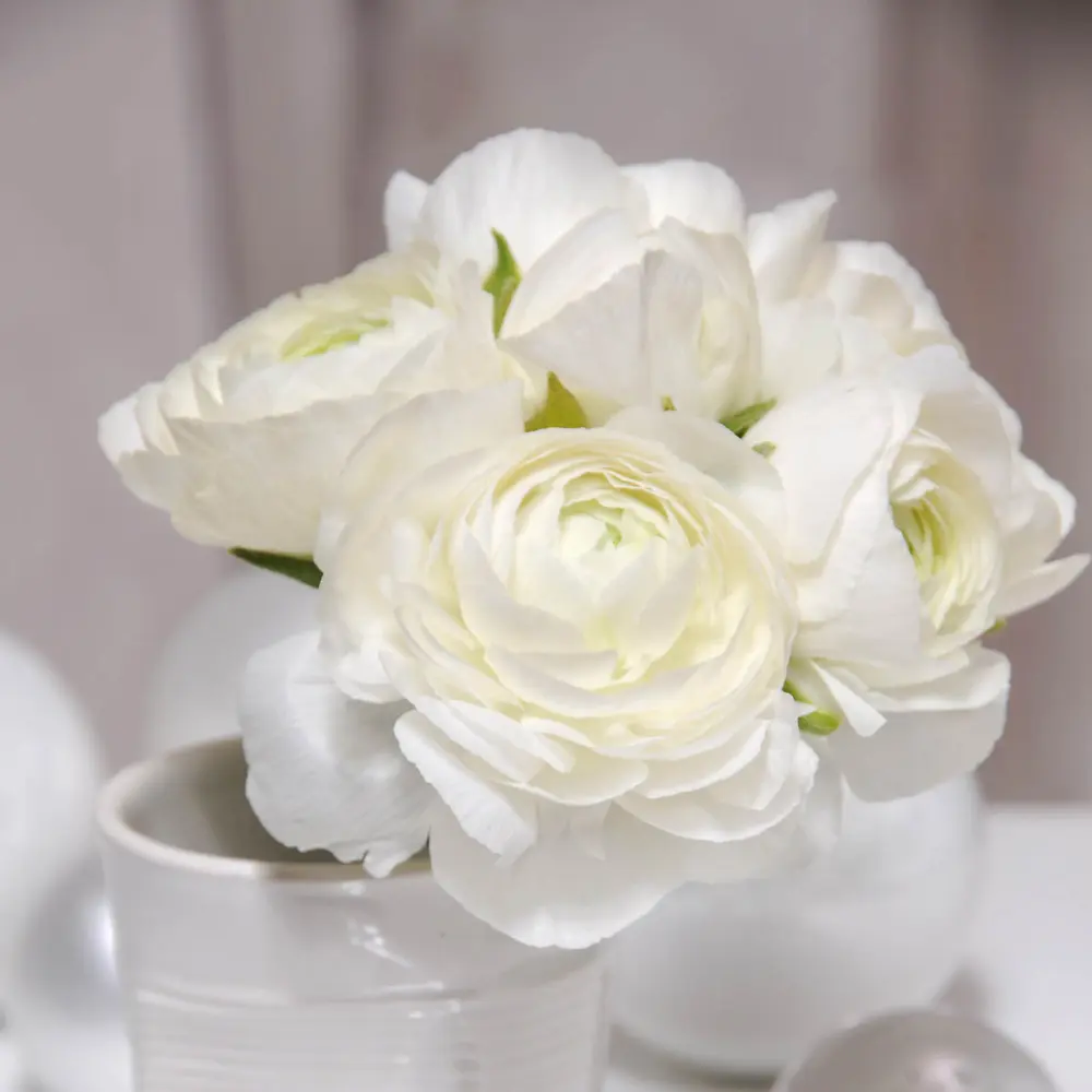 Aviv Ranunculus White - Image 4