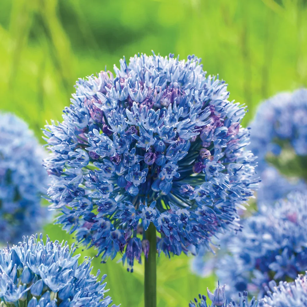 Allium caeruleum (azureum) - Image 2