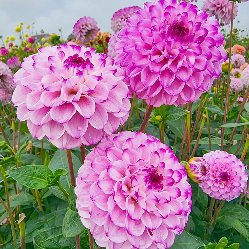 Ball Dahlia Genova - Image 2