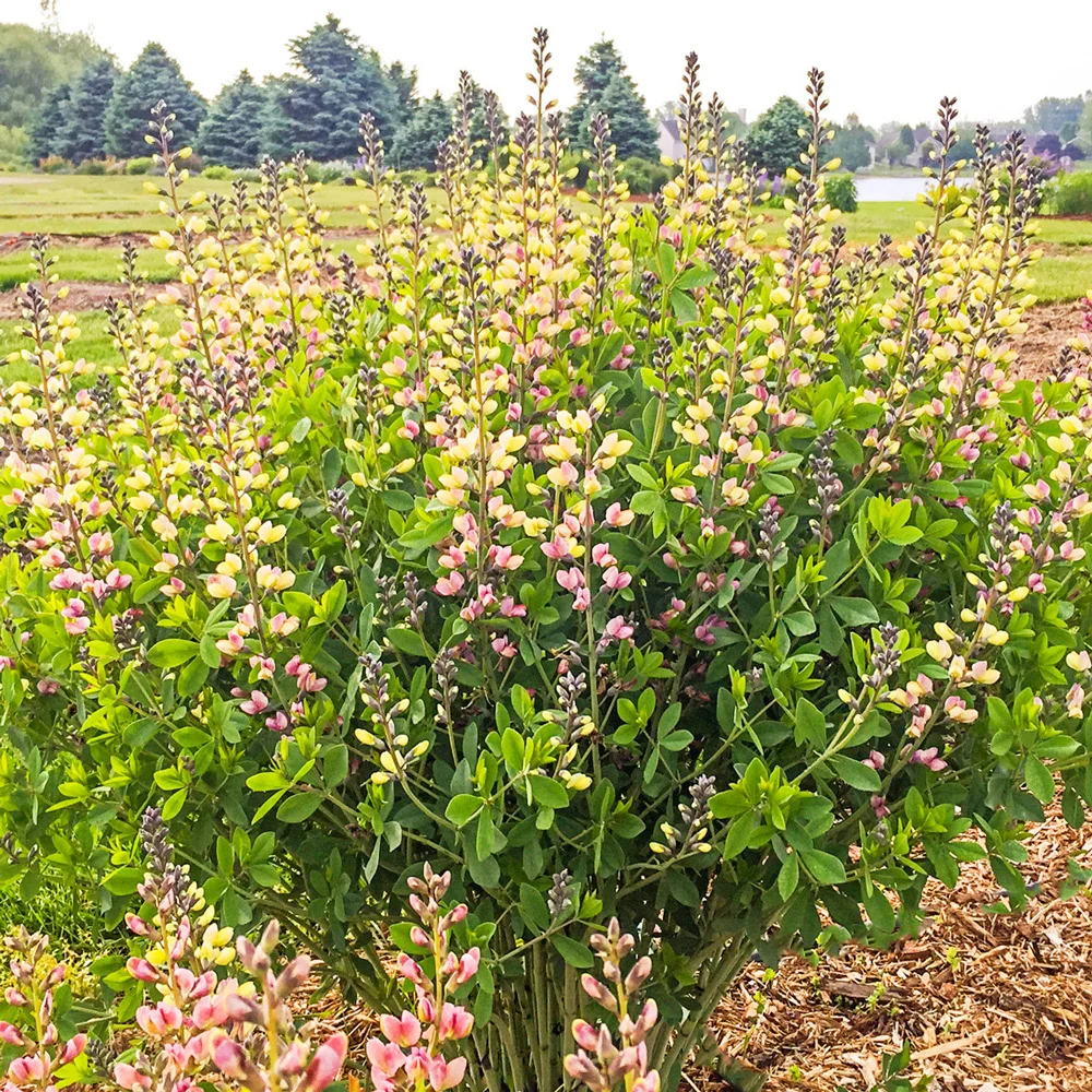 Baptisia Pink Lemonade (False Indigo) - Image 2